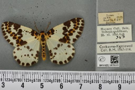 Abraxas grossulariata (Linnaeus, 1758) - BMNHE_1879619_437961