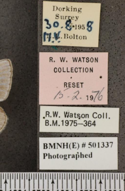 Polyommatus icarus icarus ab. livida Gillmer, 1909 - BMNHE_501337_label_147745