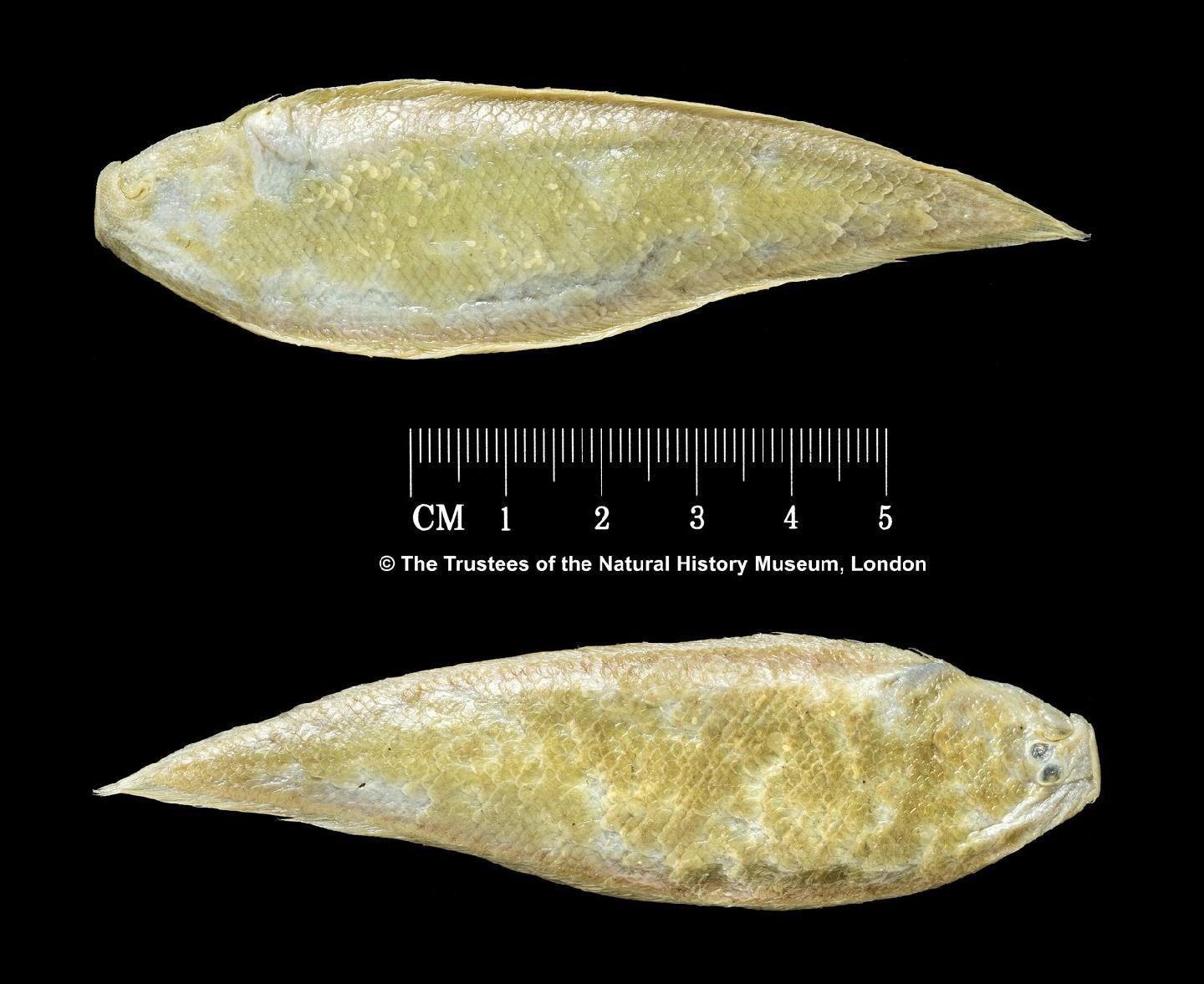 To NHMUK collection (Cynoglossus sinusarabici (Chabanaud, 1931); SYNTYPE; NHMUK:ecatalogue:2516919)