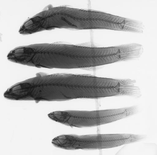 Ctenogobius candidianus Regan, 1908 - BMNH 1908.5.27.29-33, SYNTYPES, Ctenogobius candidianus