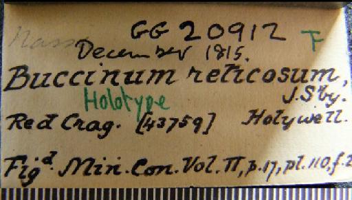 Buccinum reticosum Sowerby, 1816 - GG 20912. Buccinum reticosum (label)