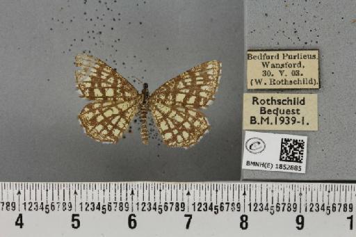 Chiasmia clathrata clathrata (Linnaeus, 1758) - BMNHE_1852885_424514