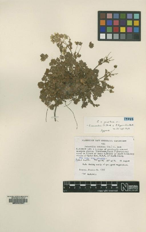 Potentilla crantzii (Crantz) Beck ex Fritsch × P. hyparctica Malte - BM000622923