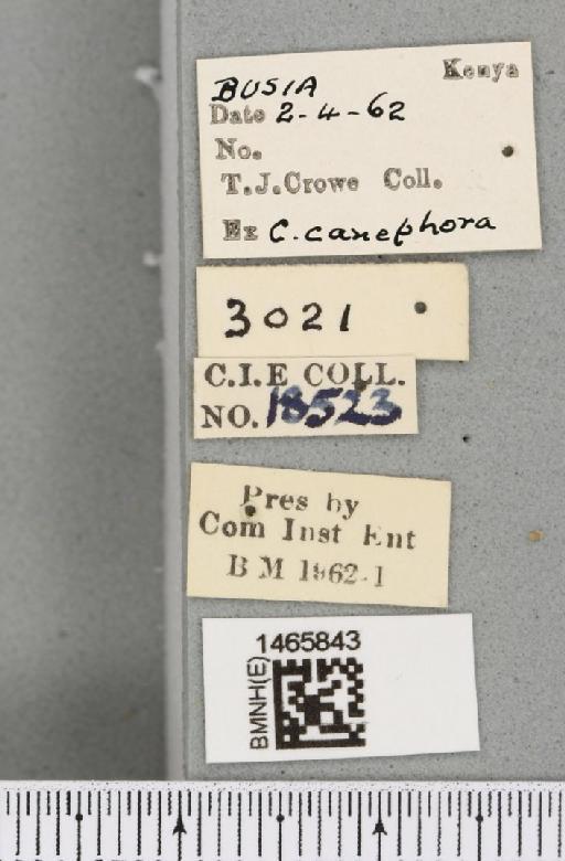 Trirhithrum coffeae Bezzi, 1918 - BMNHE_1465843_label_27120