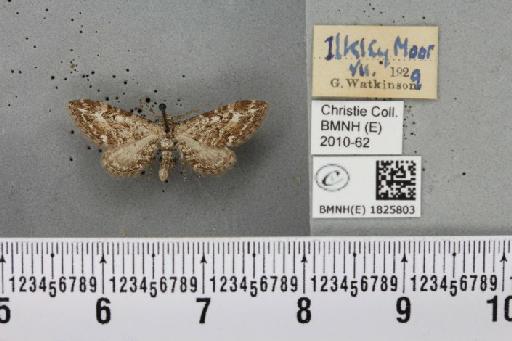 Eupithecia nanata (Hübner, 1813) - BMNHE_1825803_387328