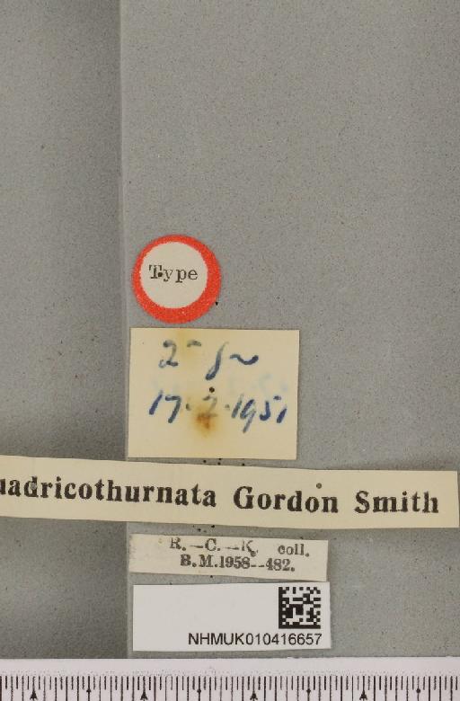 Arctia caja ab. quadricothurnata Smith, 1953 - NHMUK_010416657_a_label_529025