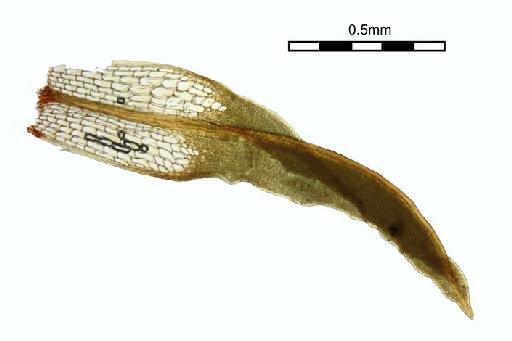 Syrrhopodon tjibodensis Fleisch - Syrrhopodon tjibodensis_BM000664953wholeleaf.