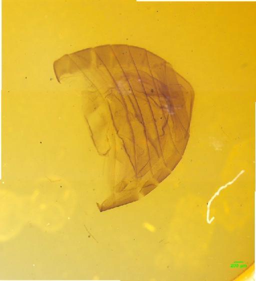 Aphodiinae Leach, 1815 - 010189675___2