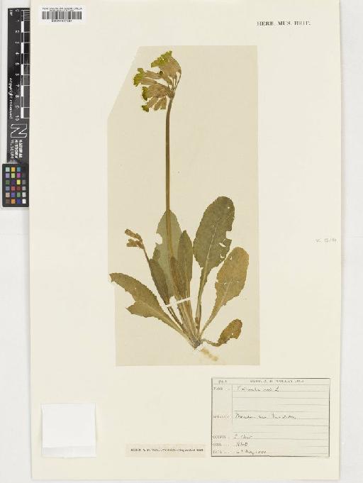 Primula veris L. - BM001037354