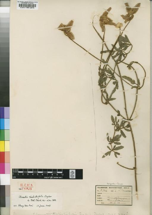 Clematis thalictrifolia Engl. - BM000581885