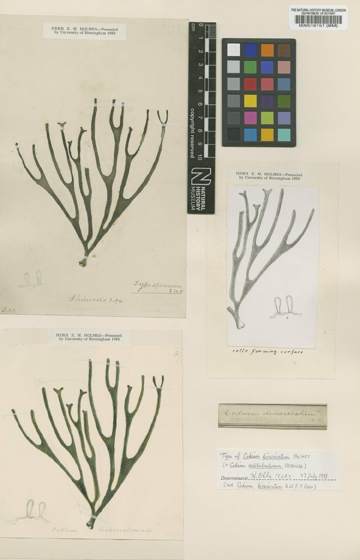 To NHMUK collection (Codium subtubulosum Okamura; Type; NHMUK:ecatalogue:4830723)