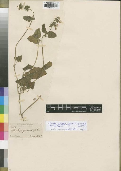 Stachys graciliflora C.Presl - BM000910177