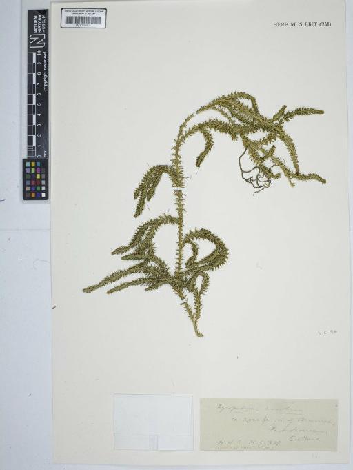 Lycopodium annotinum L. - BM001184413