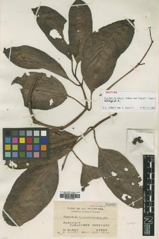 Psychotria edanoi Sohmer & Russell - BM000945331