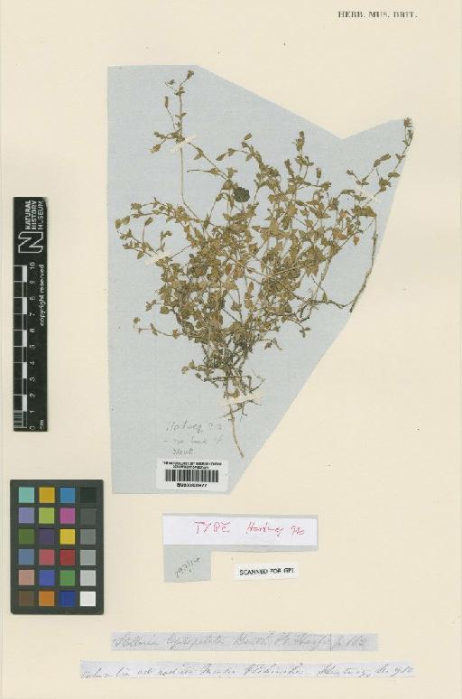Stellaria cuspidata Willd. ex Schltdl. - BM000803877