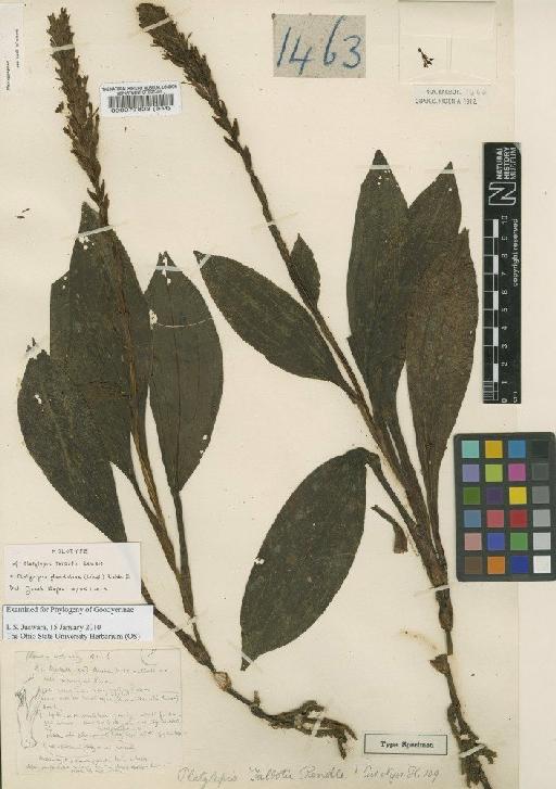 Platylepis glandulosa (Lindl.) Rchb.f. - BM000077823