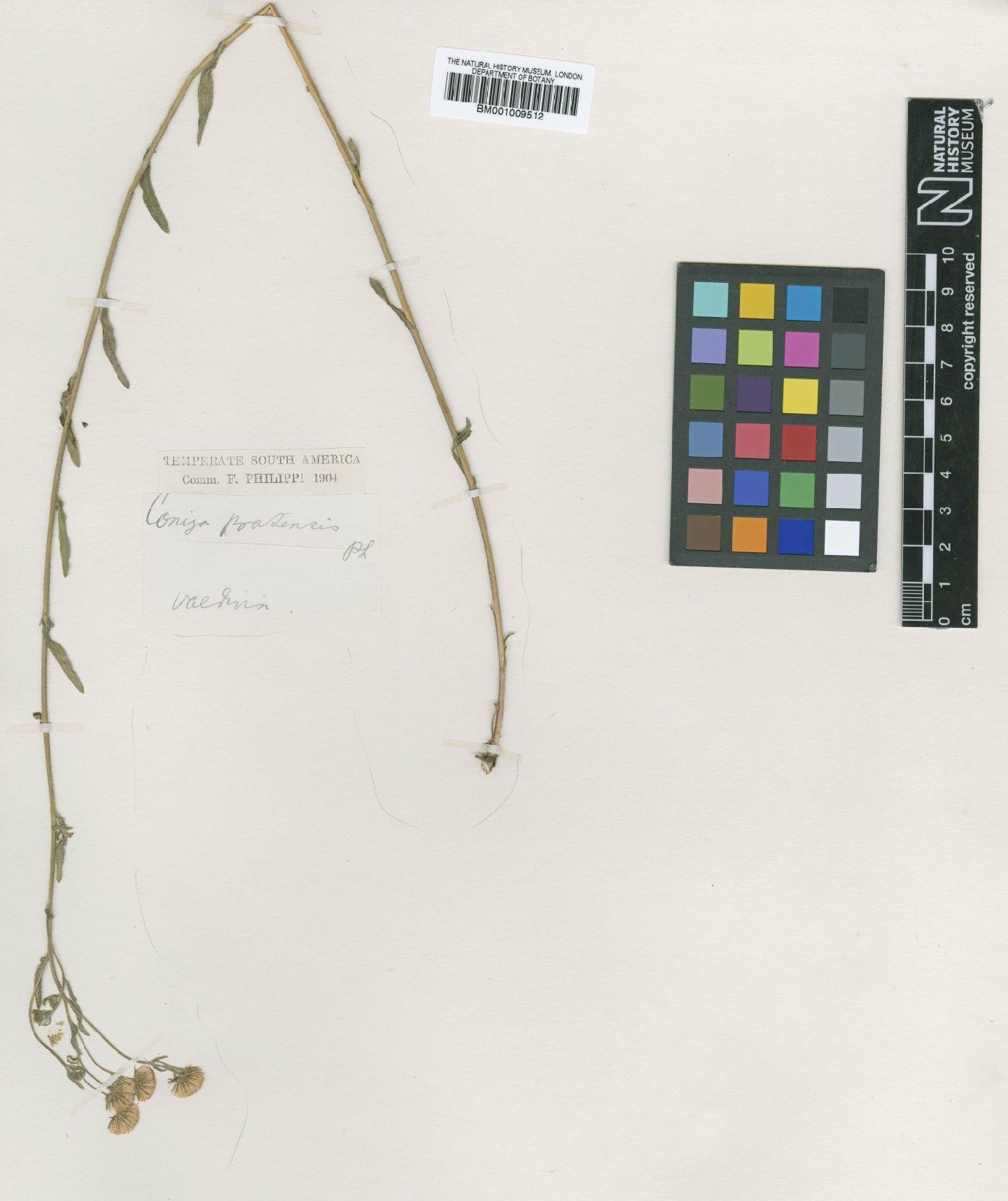To NHMUK collection (Conyza pratensis Philippi; NHMUK:ecatalogue:611950)