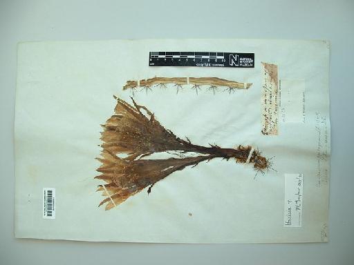 Harrisia sp Britton - BM000895911