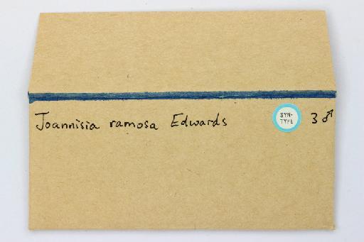 Peromyia ramosa (Edwards, 1938) - Joannisia_ramosa-010210310-envelope