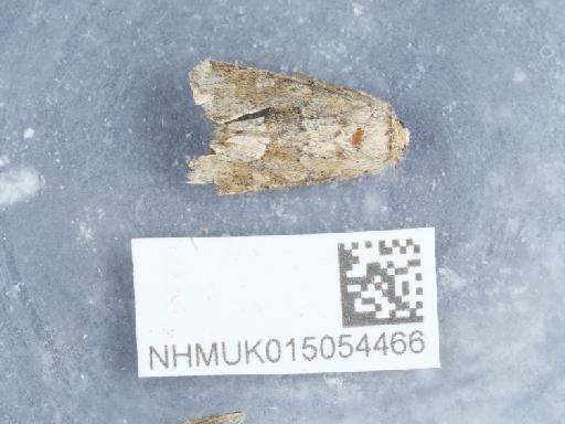 Oligia fasciuncula ab. cana Staudinger, 1871 - 015054466_2