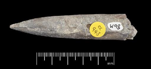 Acrocoelites (Odontobelus) tricissus (Janensch) - PI CC  943 - belemnite