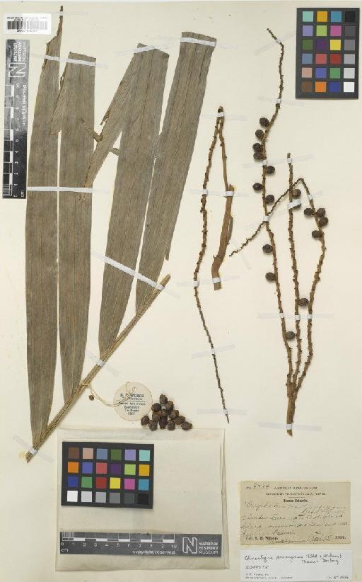 Clinostigma savoryanum (Rehder & E.H.Wilson) H.E.Moore & Fosberg - BM001040855