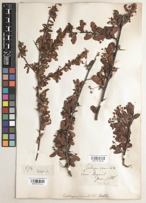 Pyracantha crenulata (D.Don) M.Roem. - BM015176226