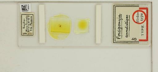 Forcipomyia annulatipes Macfie - 014770037_812361_1335204_157792_Type