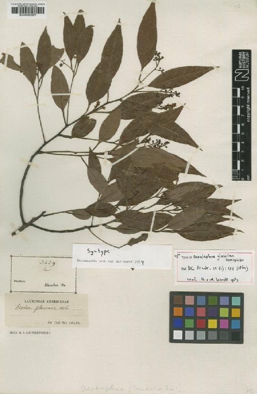 Ocotea glaucina (Meisn.) Mez - BM000993977