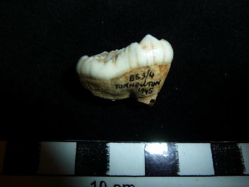 Ursus arctos Linnaeus, 1758 - M 40733 Ursus arctos lower m3 tooth. 2
