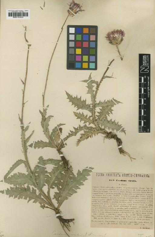 Carduus defloratus L. - BM001043024