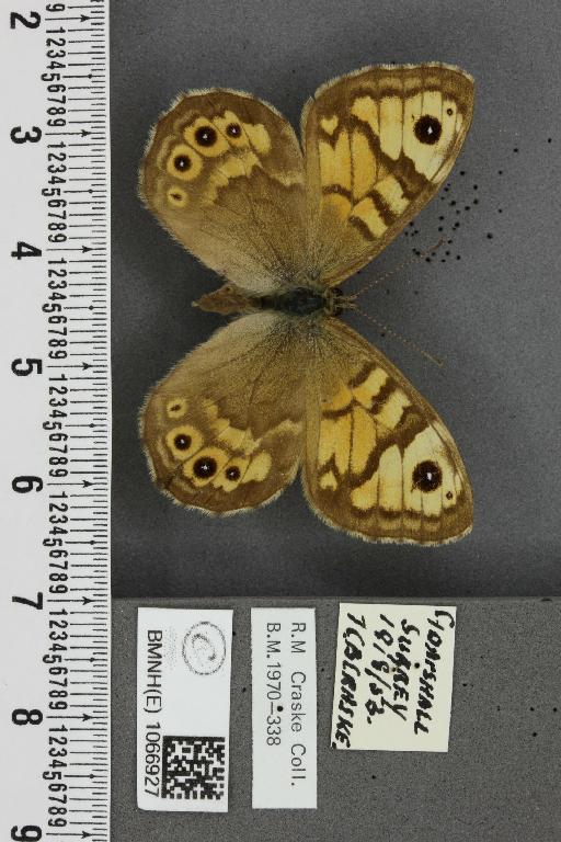 Lasiommata megera ab. pallida Gillmer, 1908 - BMNHE_1066927_28614