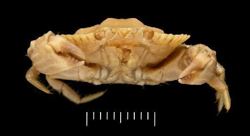 Trichocarcinus dentatus subsection Heterotremata section Eubrachyura Miers, 1879 - Trichocera