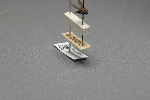 Sarcophaga (Myorhina) nigriventris Meigen, 1826 - 015091788_additional_4