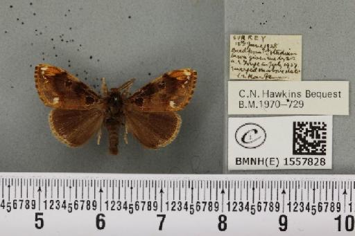 Orgyia recens (Hübner, 1819) - BMNHE_1557828_256994