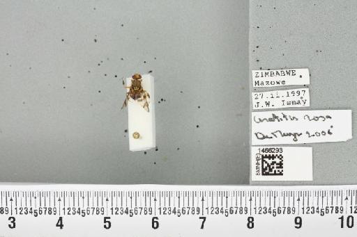 Ceratitis (Pterandrus) quilicii De Meyer et al., 2016 - BMNHE_1466293_26907