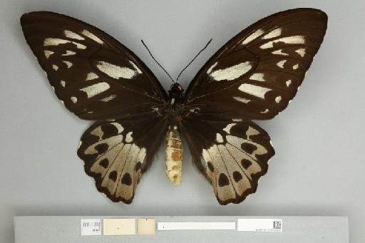 Ornithoptera priamus teucrus Joicey & Talbot, 1916 - 013603212__