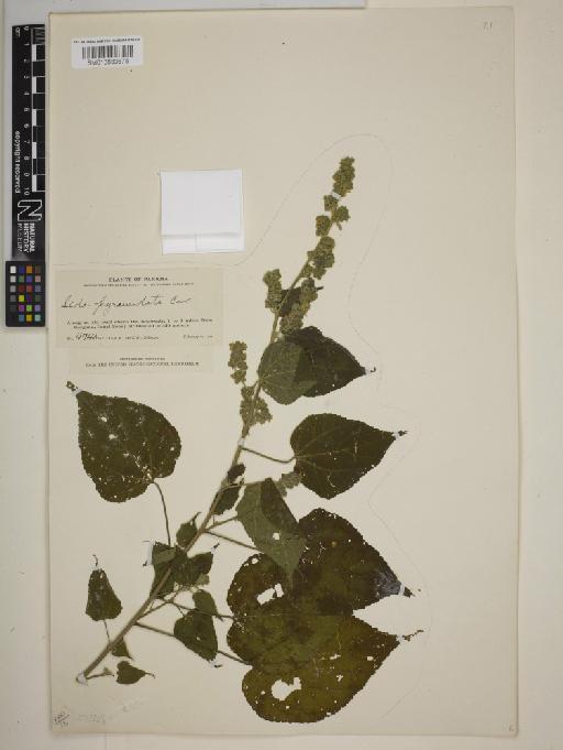 Allosidastrum pyramidatum - BM013833675