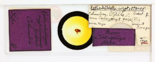 Rhopalopsyllus lugubris cryptoctenes Enderlein, 1912 - 010179150_reverse