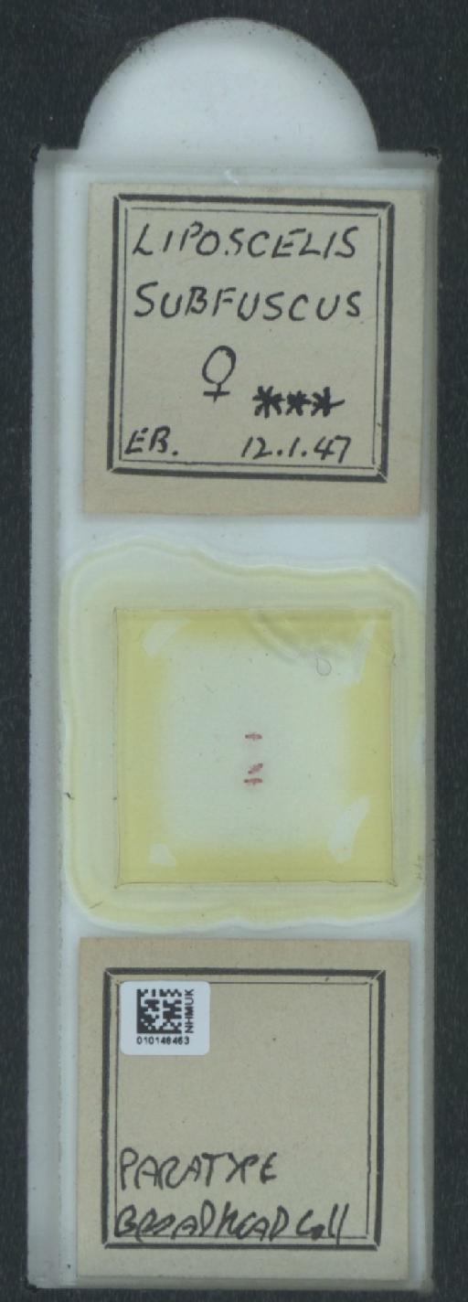 Liposcelis subfuscus Broadhead, 1947 - 010148463_825551_1489833