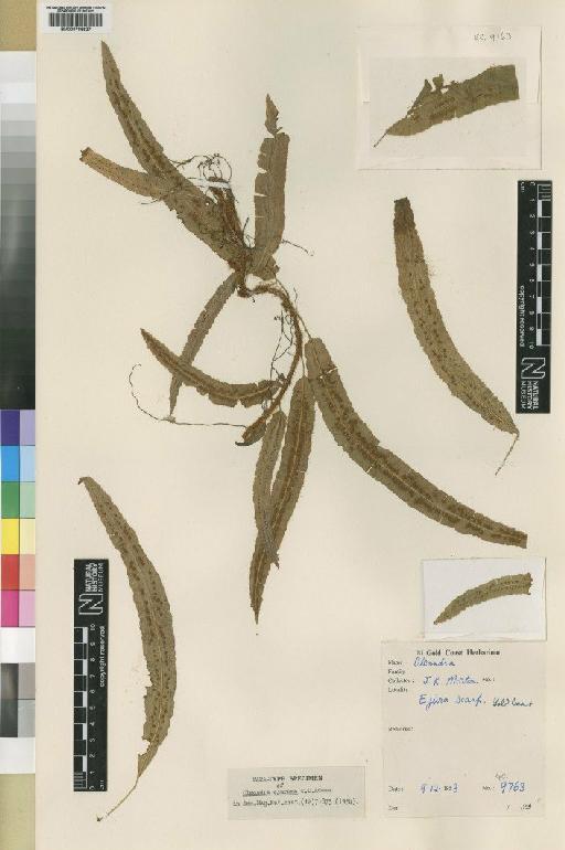 Oleandra ejurana C.D.Adams - BM000785527