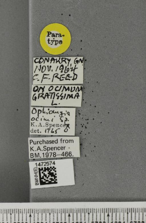 Ophiomyia ocimi Spencer, 1965 - BMNHE_1472574_label_60356