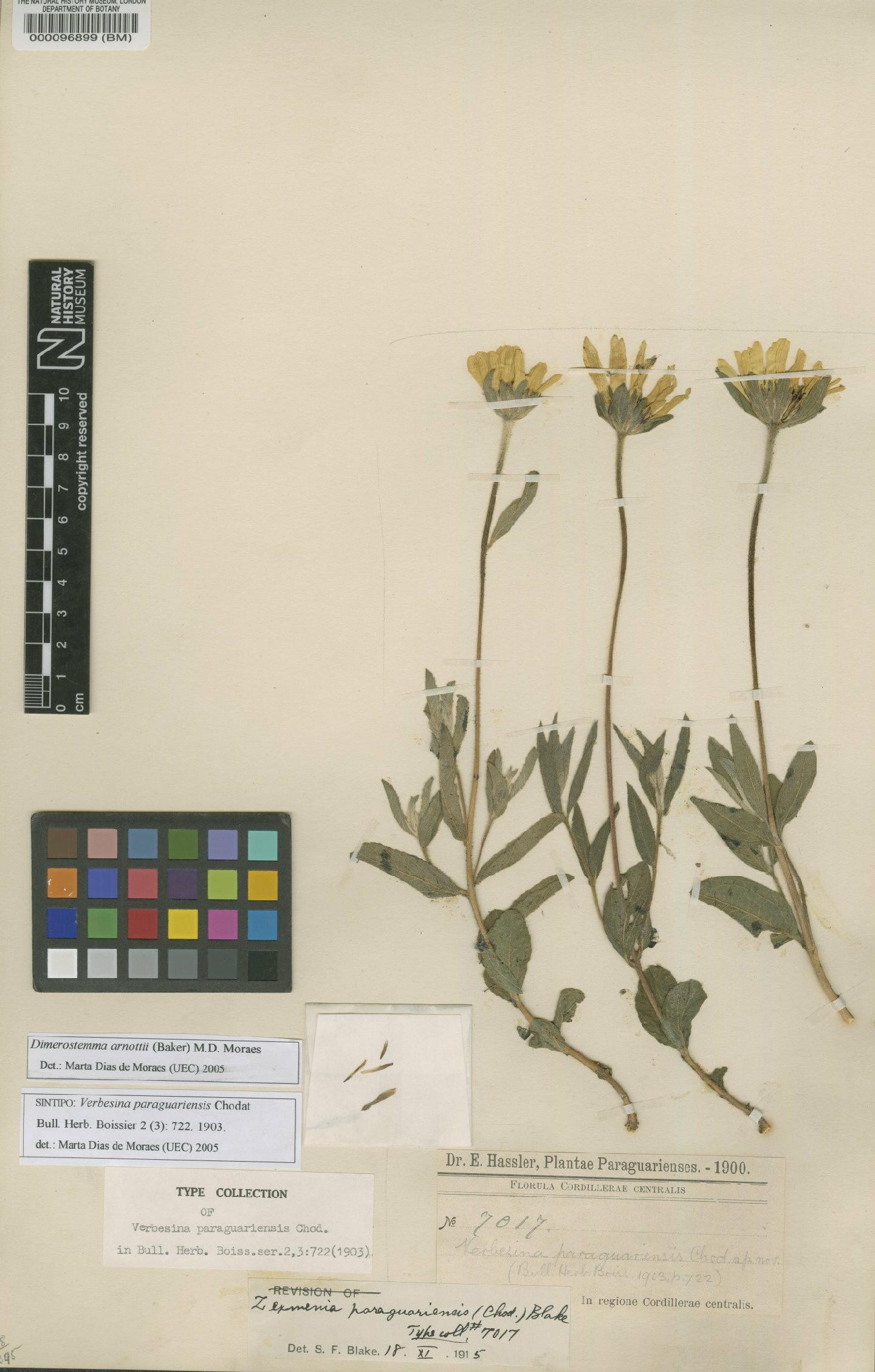 To NHMUK collection (Dimerostemma arnottii (Baker) M.D.Moraes; Syntype; NHMUK:ecatalogue:4567691)
