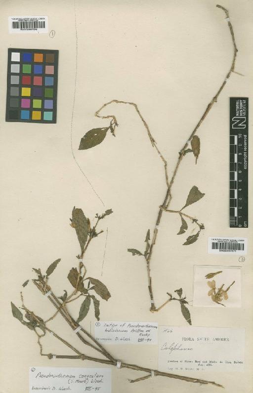 Pseuderanthemum bolivianum Britton ex Rusby - BM000992523
