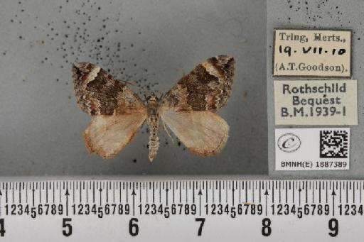 Dysstroma citrata citrata (Linnaeus, 1761) - BMNHE_1887389_435573