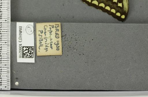 Papilio machaon britannicus Seitz, 1907 - BMNHE_1080218_label_69621