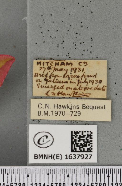 Deilephila porcellus (Linnaeus, 1758) - BMNHE_1637927_label_206980