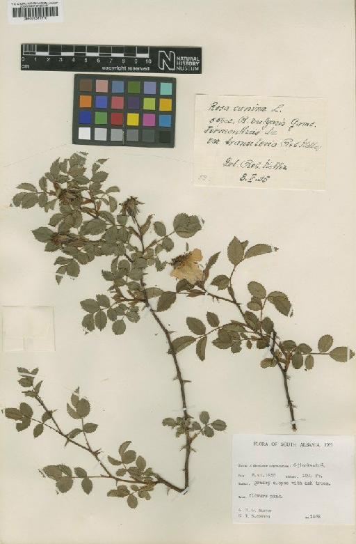 Rosa canina subsp. vulgaris (W.D.J.Koch) Gams - BM001041710