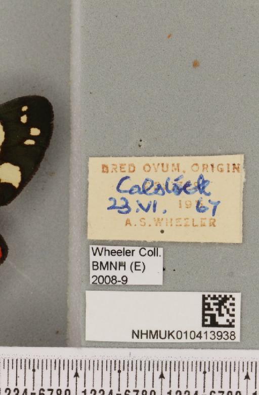 Callimorpha dominula (Linnaeus, 1758) - NHMUK_010413938_label_524073