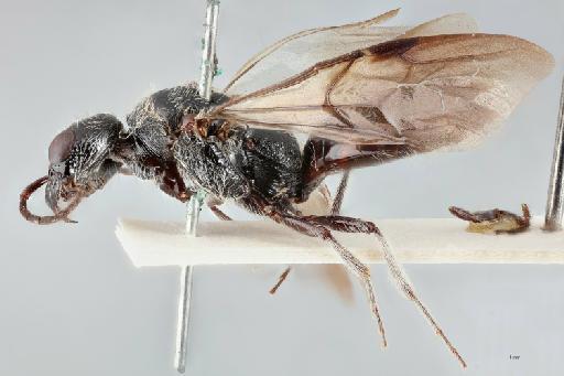 Kathepyris nyassica Kieffer, 1907 - NHMUK010202088_Kathepyris_nyassica_lateral_1